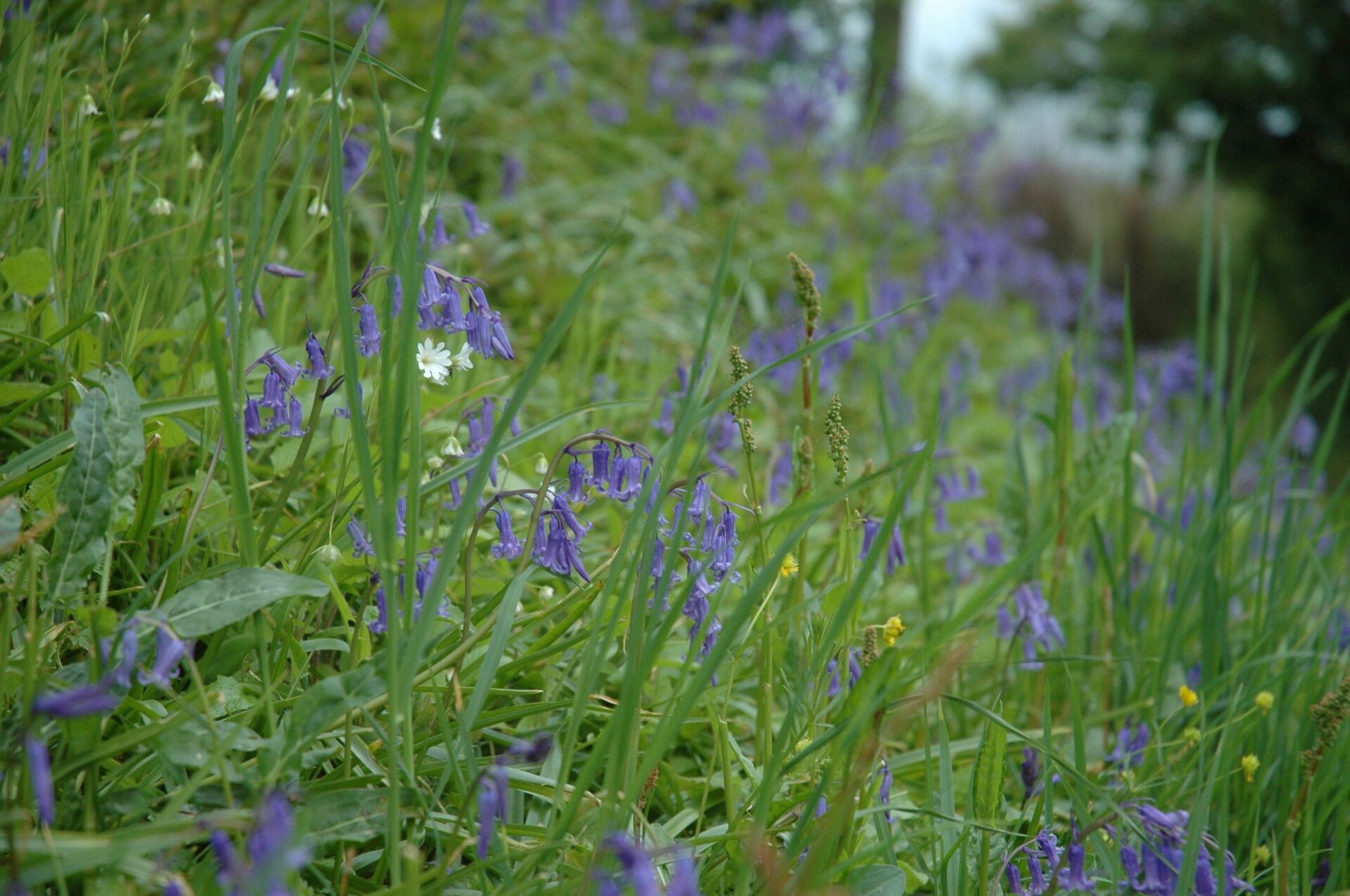 La jacinthe des bois