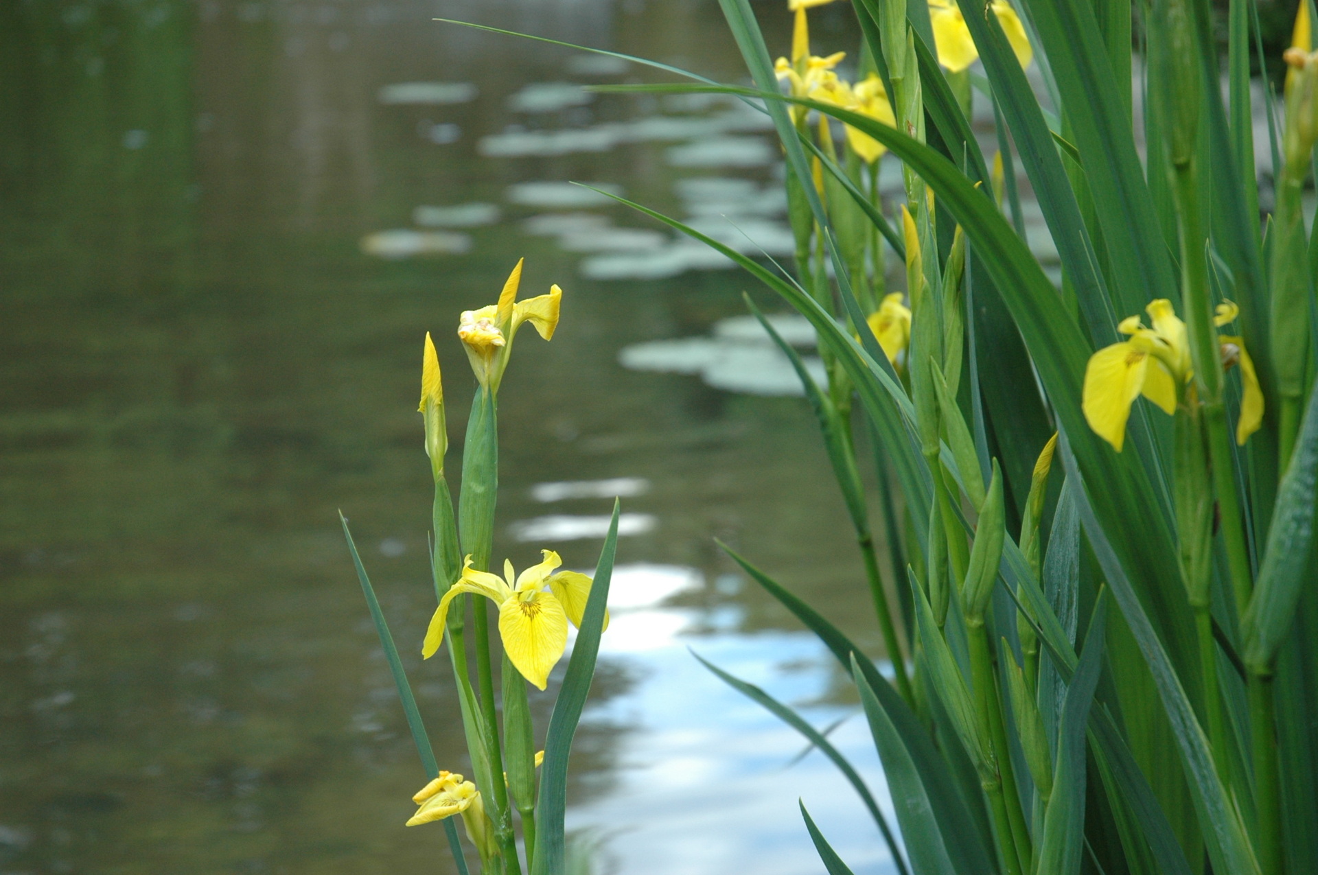 Iris des marais le long de la rivière