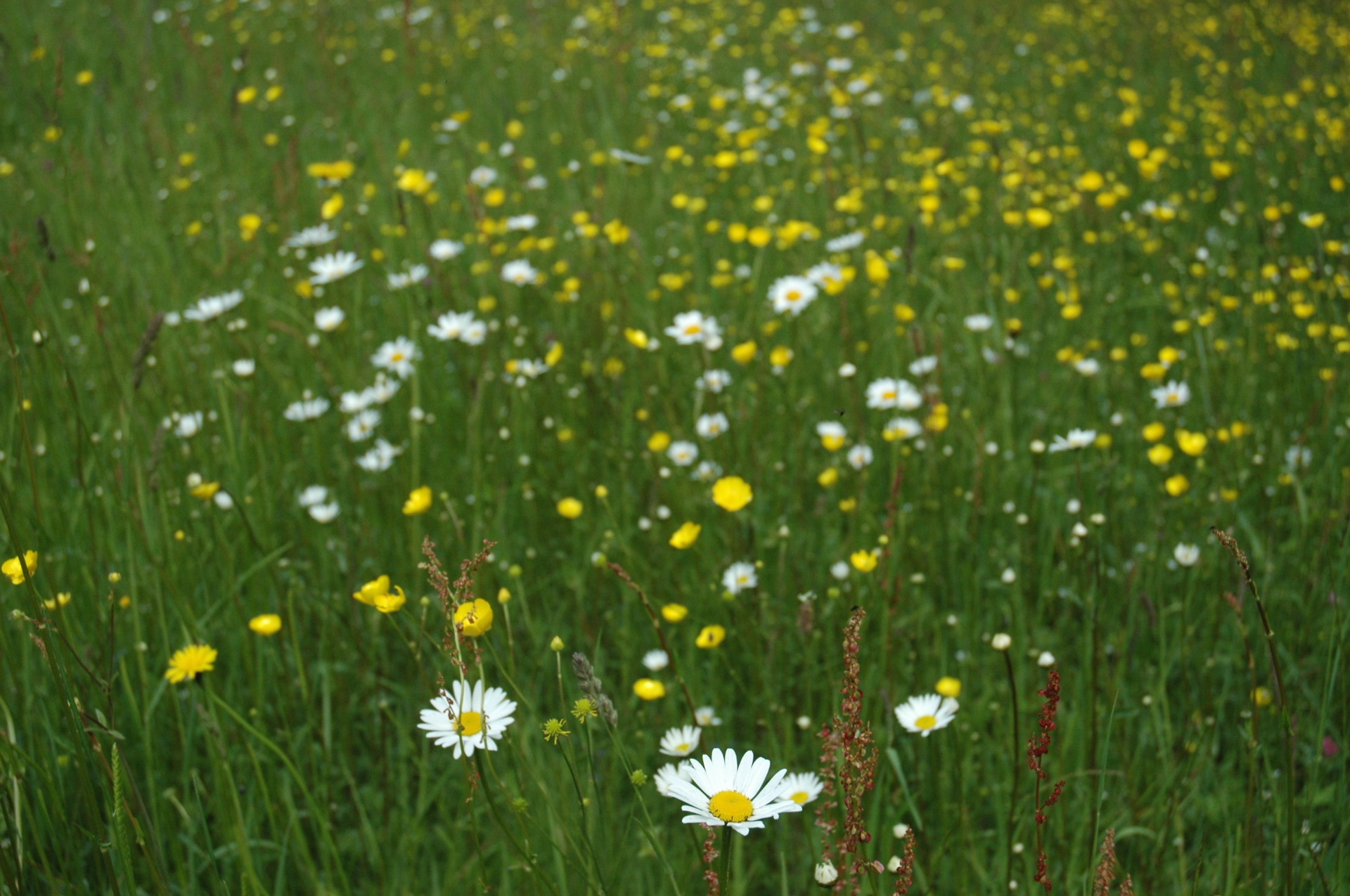 Fleurs dans un pré